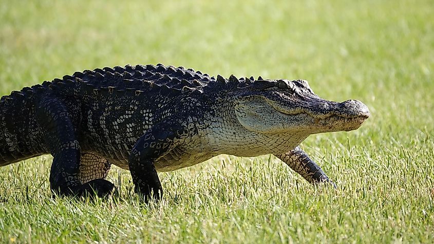 An American Alligator strolling through the grass.