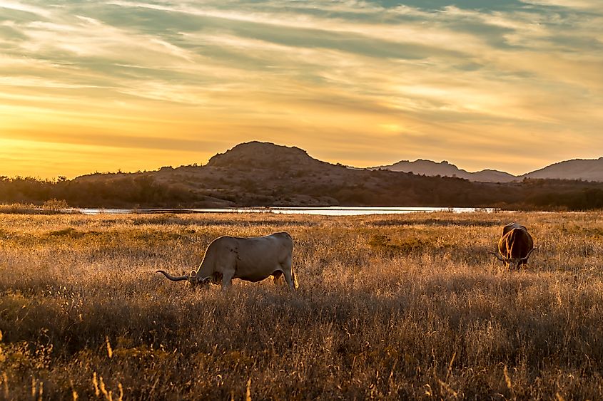 Texas longhorn grazing in the wilderness of Wichita Mountains Wildlife Refuge in Oklahoma.