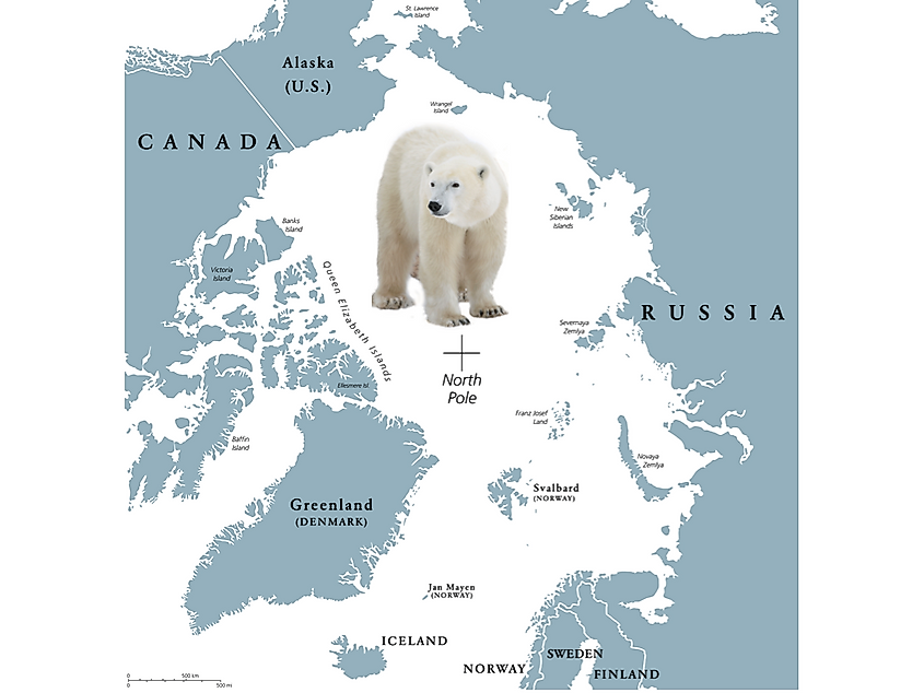 what do polar bears do