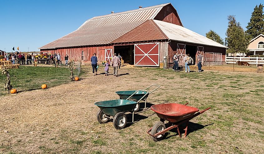 Empty green and red wheelbarrows for hauling pumpkins at a Halloween farm pumpkin festival and old red and white barn in Monmouth, Oregon.