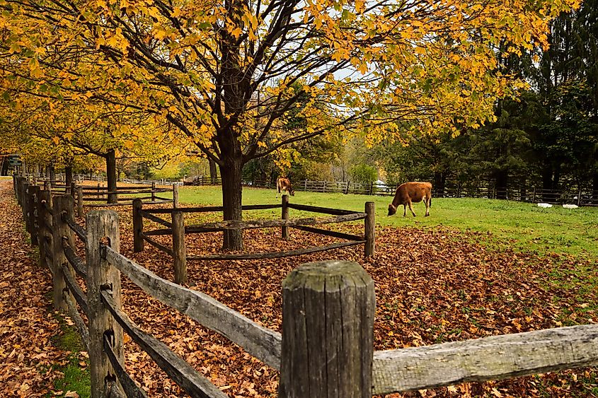 Dairy cows at Billings Farm and Museum in Woodstock, Vermont.