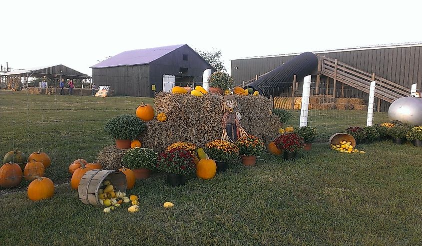 Devine's Corn Maze 2013, Kentucky.