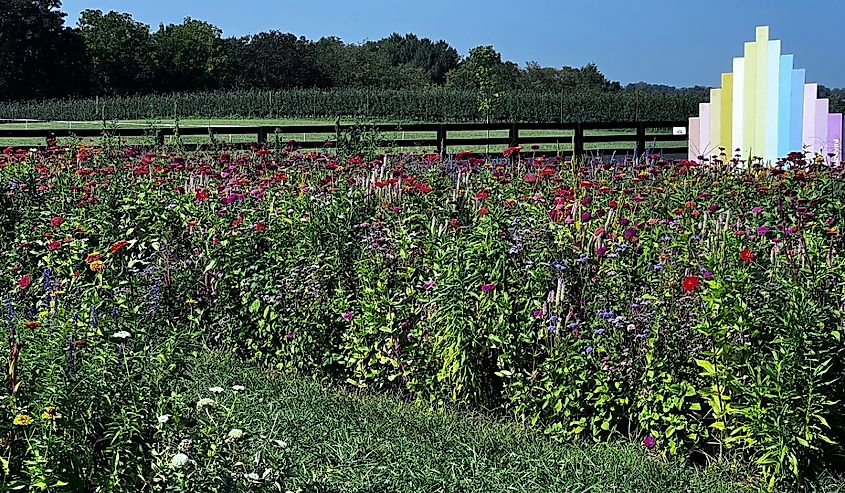 Beautiful Wildflowers Kentucky Evan’s Orchard.