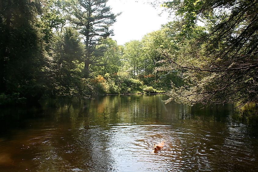 A dog swimming in a lake at Maudslay State Park, surrounded by lush greenery and tranquil water.