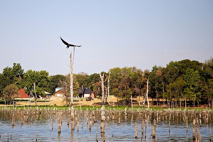 A bald eagle soaring over Lake Fork in Texas.