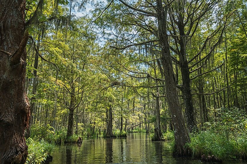 Honey Island Swamp near Slidell, Louisiana