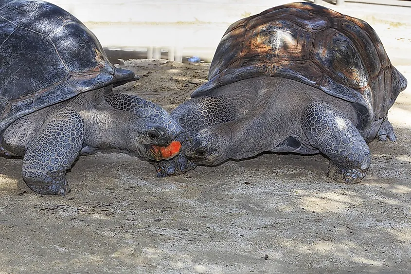 Endemic, and "Vulnerable", Galápagos giant tortoises are some of the most famous creatures from among all of the Galápagos Islands' diverse wildlife.