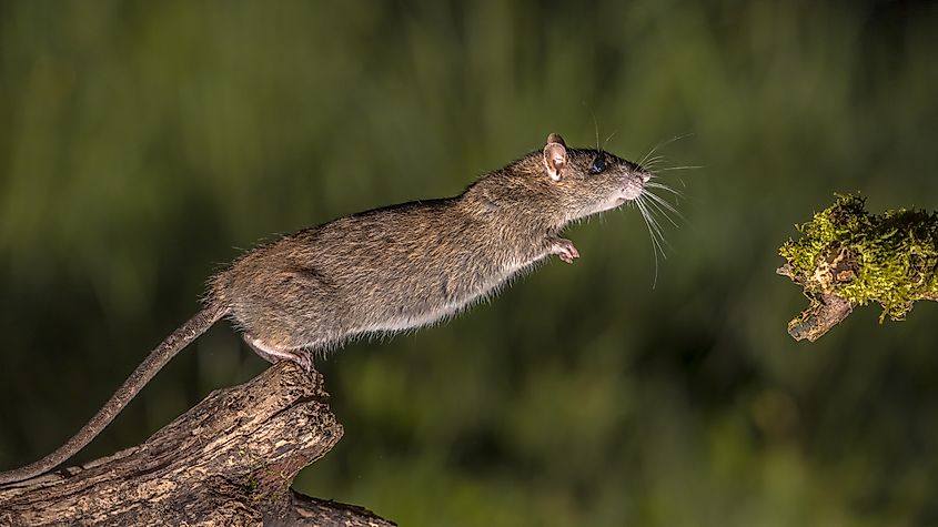 Wild Brown rat (Rattus norvegicus) starting to jump from log at night. 