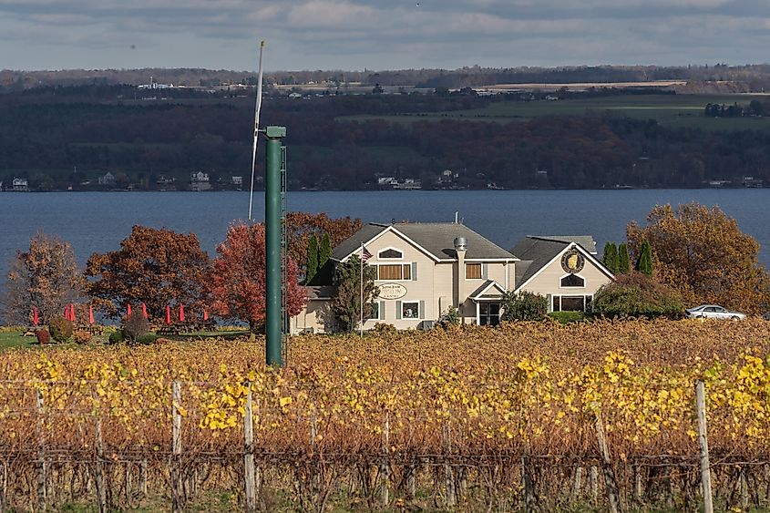 Thirsty Owl Vineyard in Ovid, New York.