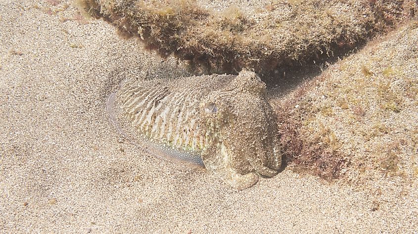 A cuttlefish blends itself in the sand using camouflage