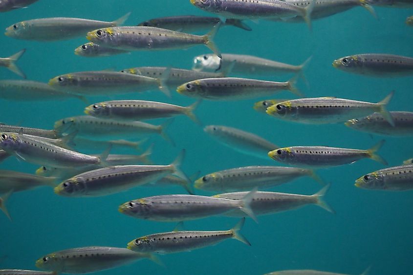 Pacific Sardine