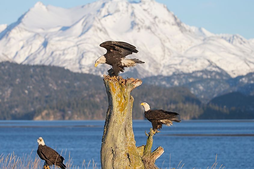 Bald Eagle in Homer Alaska.