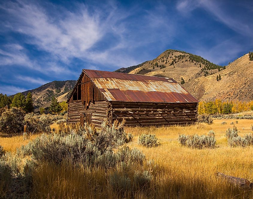 Historic barn surrounded by fauna near the town of Salmon, Idaho.