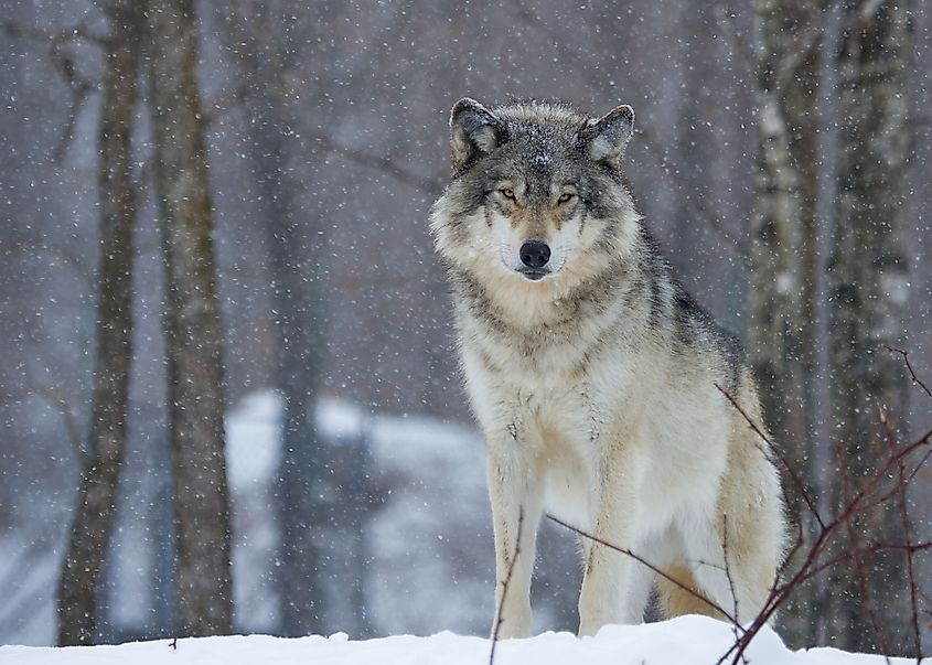 A scenic view of a wild timber wolf found roaming around in the woods.