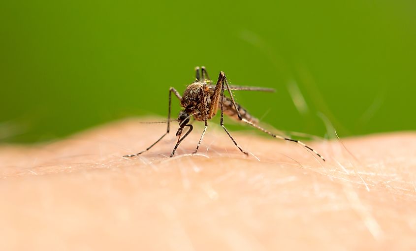 The mosquito sits on human skin and bites.