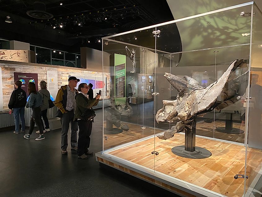 An elderly couple photographs a Triceratops skull housed within a protective glass case.