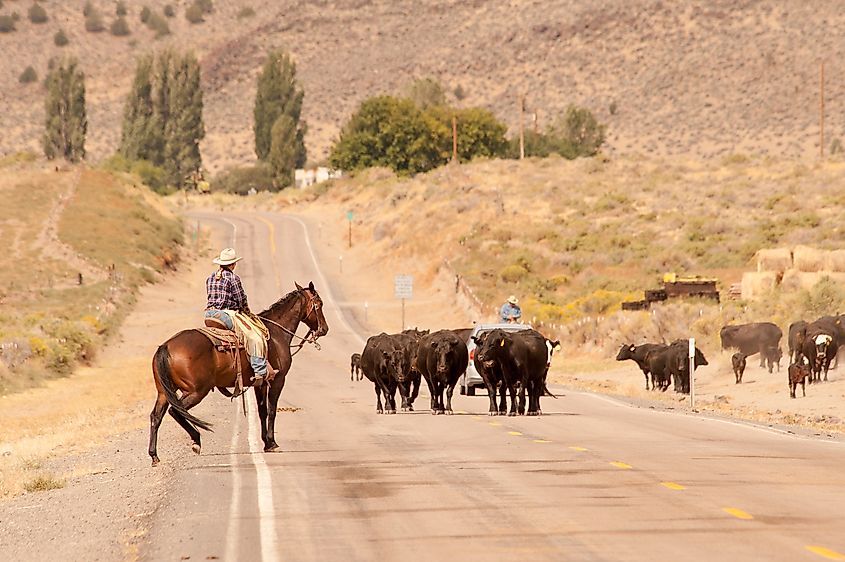  cattle and cowboys on Outback Scenic Byway in rural Oregon