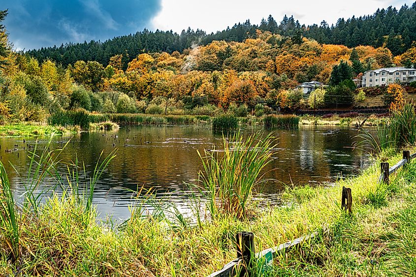 Autumn trees surround a pond in Kent, Washington.