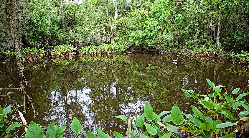 Big Bend Board Walk gator hole in Fakahatchee Strand Preserve State Park, Florida.