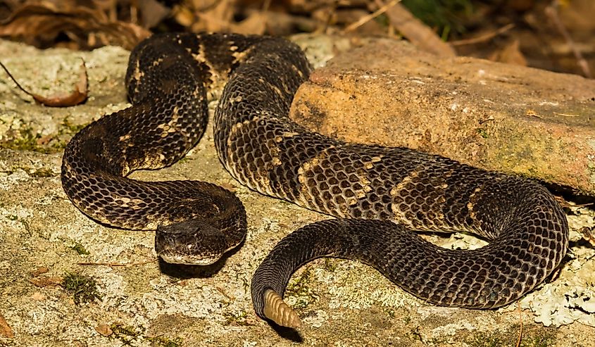 View of Timber Rattlesnake