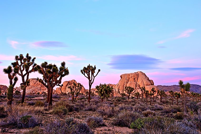 Joshua Tree National Park at sunset.