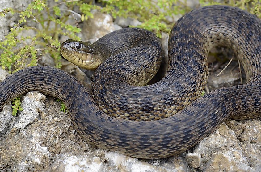 A Florida green watersnake, a species found in Lake Okeechobee.