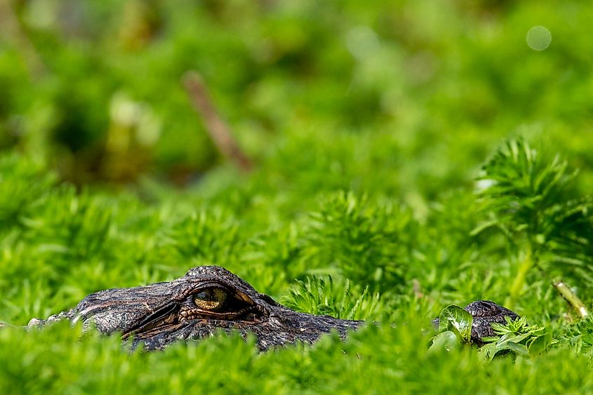 Alligator near Wilmington, North Carolina.