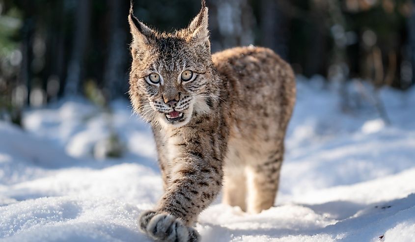 Close-up photo of lynx cub walking in the winter snowy forest with open mouth.