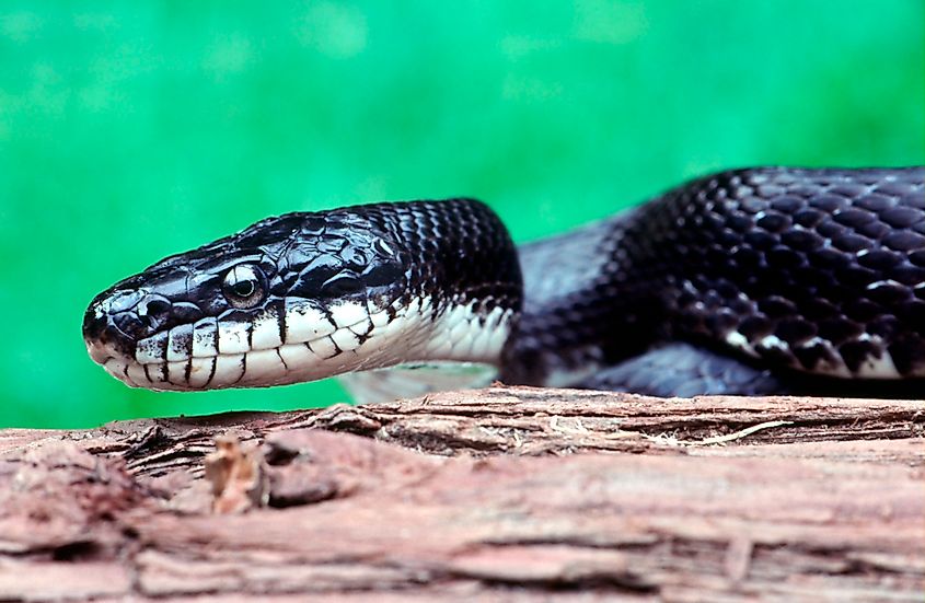 Close-up of a Black Rat Snake (Elaphe obsoleta), showcasing its distinctive scales and coloration.