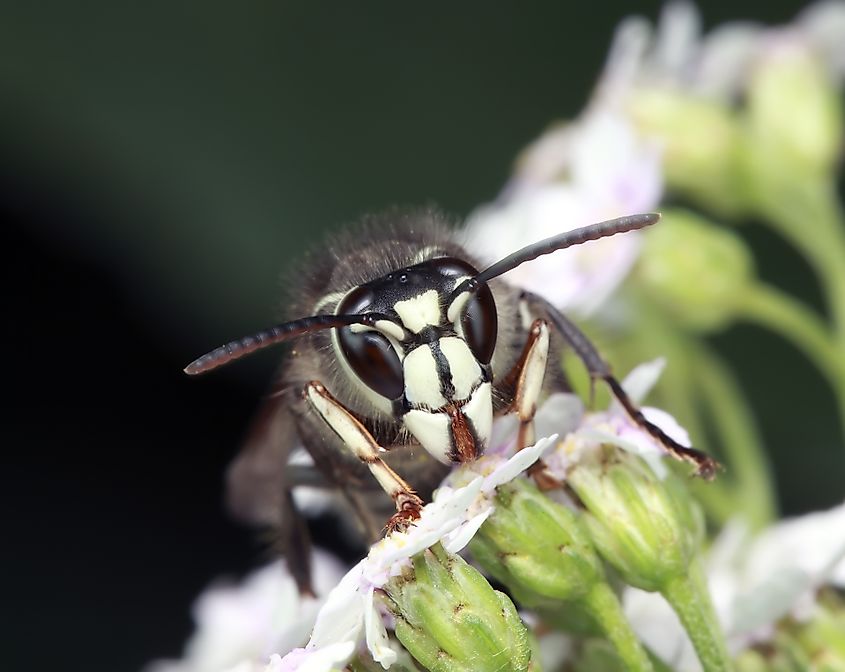 Bald-faced Hornet eating.