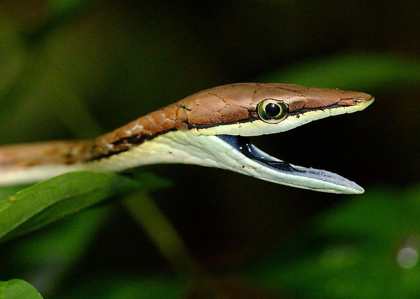 A snake threatening to bite - Brown or Mexican VIne Snake, Oxybelis aeneus.