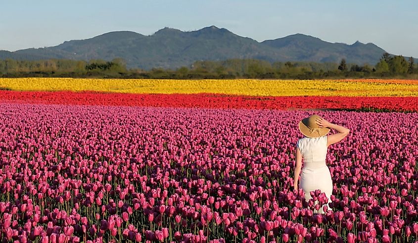 Woman on colourful tulip fields, Skagit Valley Tulip Festival.