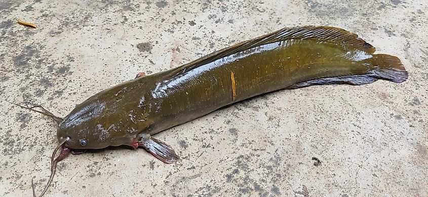 View of a walking catfish on land.