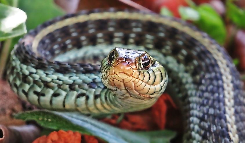 Close-up of an Eastern Garter Snake