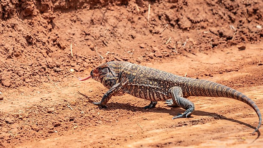 The Argentine black and white tegu.