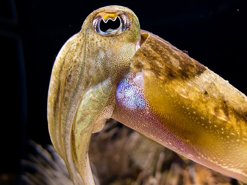 Close-up of the eyes and tentacles of a cuttlefish