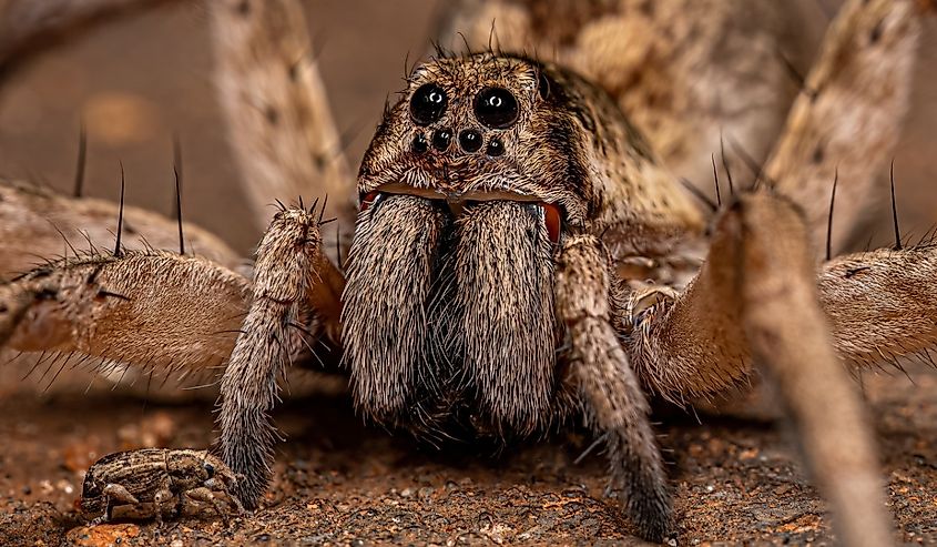 Adult Female Wolf Spider of the Family Lycosidae