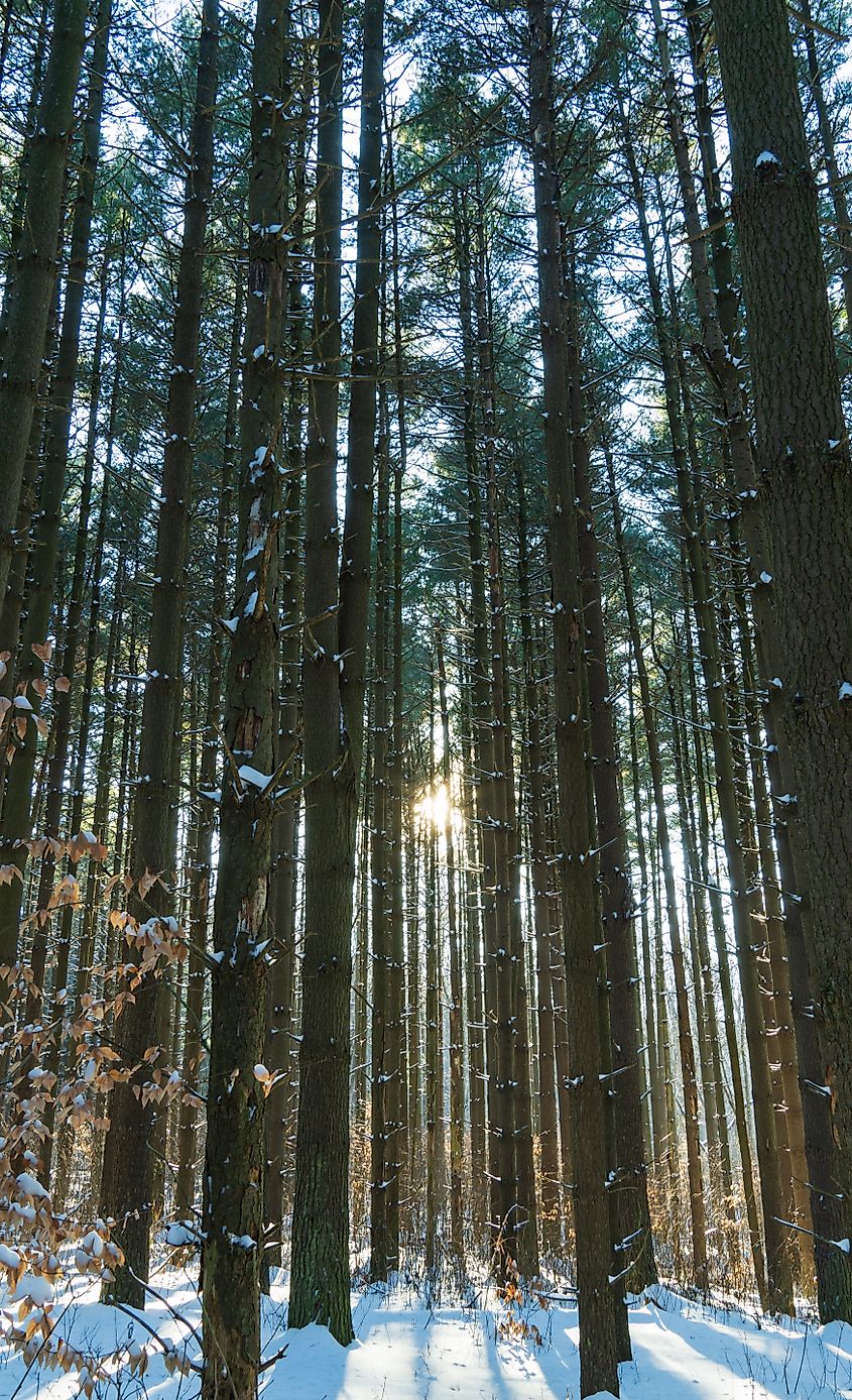 Pine Forest at Mohican State Park.