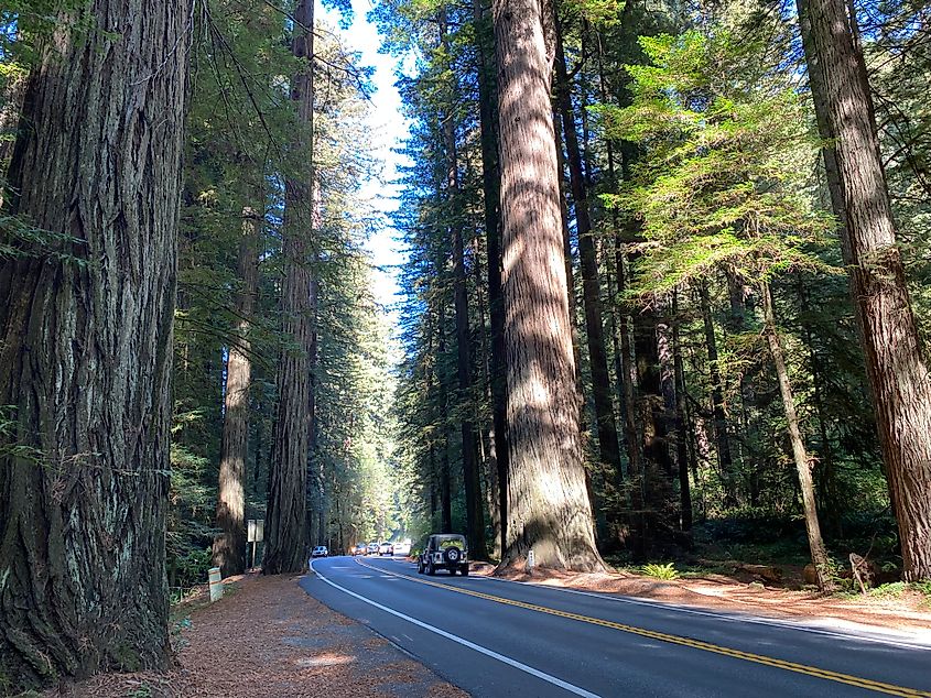 A two-lane roadway cuts through a forest of towering redwoods. 