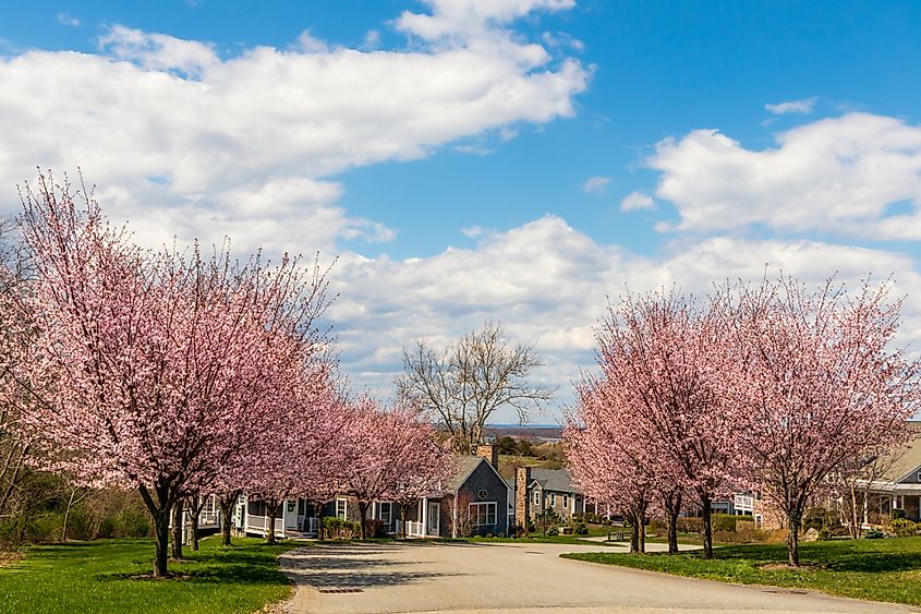 Cherry blossom trees in full bloom lining a quiet street in a small neighborhood of Portsmouth, Rhode Island.