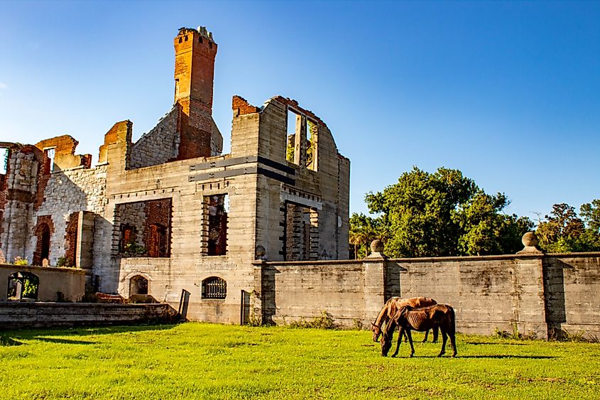 Wildlife on Cumberland Island National Seashore.