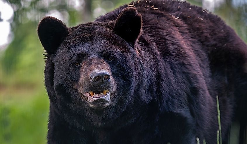 Old american black bear, Ursus americanus