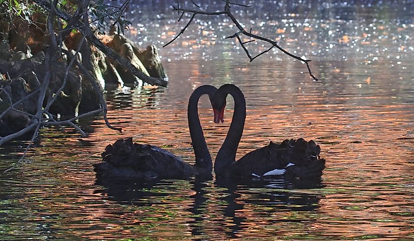 Black Swan - Cygnus atratus, Swan Lake Iris Gardens, Sumter, South Carolina, November 30, 2021