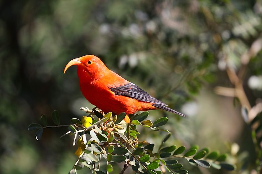 The ʻiʻiwi, a native Hawaiian honeycreeper.