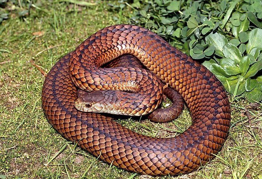 A Lowlands Copperhead Snake (Austrelaps superbus) resting on the forest floor, showcasing its smooth, glossy scales in shades of coppery brown