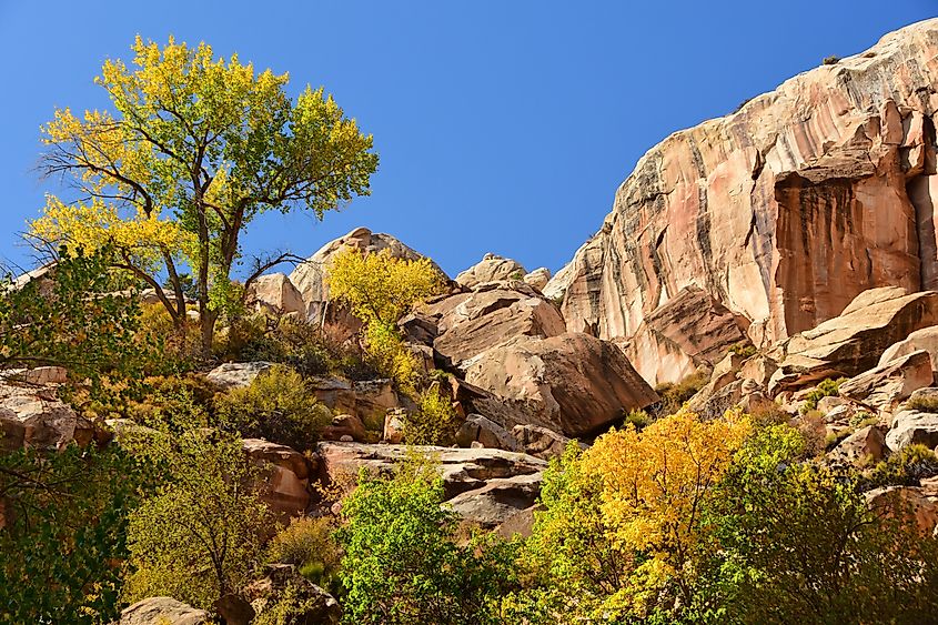 Beautiful fall colors along the Hackberry Canyon Trail in Grand Staircase-Escalante, near Kanab, Utah