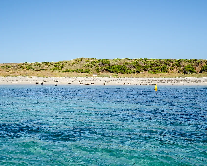 Carnac Island, Australia.