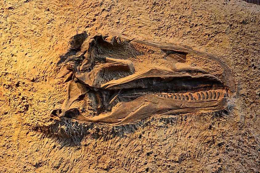 Dinosaur fossils embedded in rock formations at Dinosaur National Monument in Utah