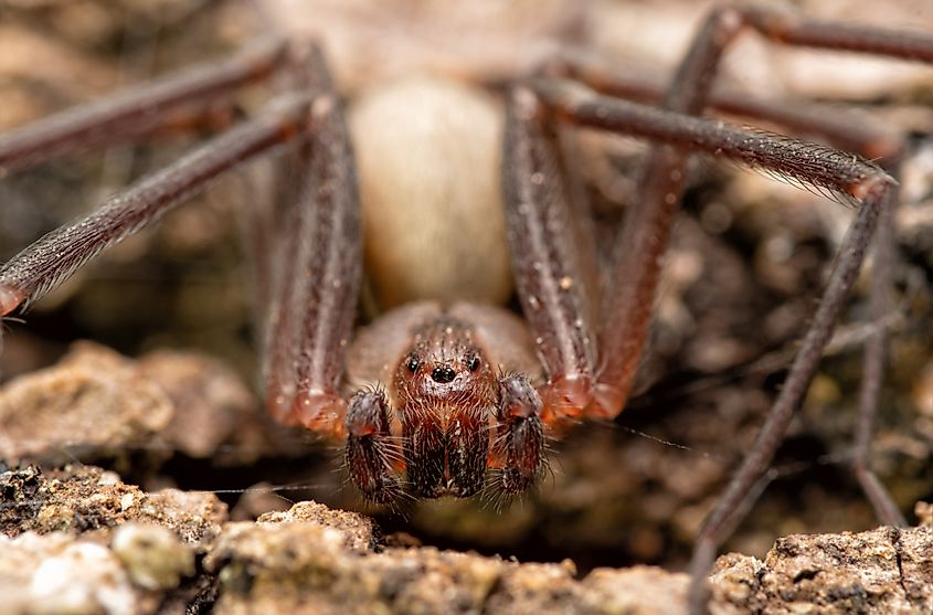 Front closeup of a Brown Recluse spider.