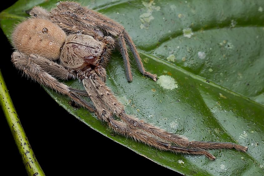 Macro front view full body shot of a giant huntsman spider